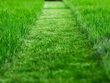 4 najważniejsze zasady koszenia trawnika